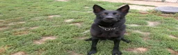 German Shepherd dogs for sale: Stunning Working Line GSD Puppies - Advert 1