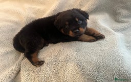 Rottweiler dogs for sale: Rottweiler Puppies  - Image 22