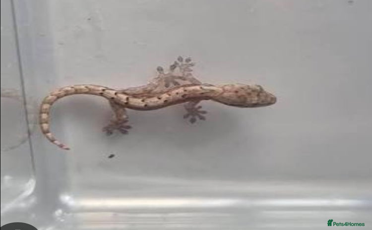 Python Snake reptiles - Advert 12