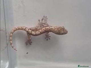 Python Snake reptiles Mourning gecko babies - Advert 10
