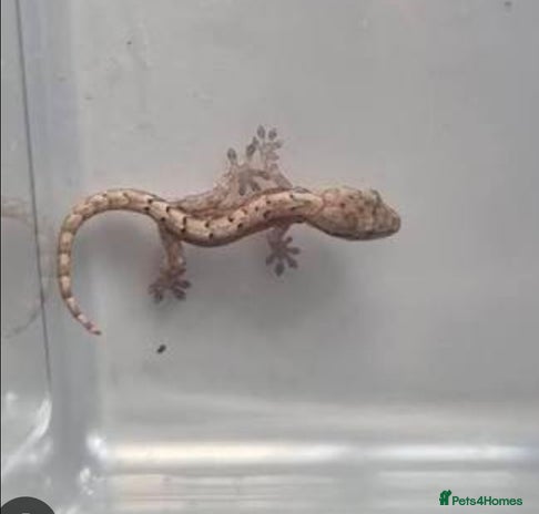 Python Snake reptiles - Advert 3