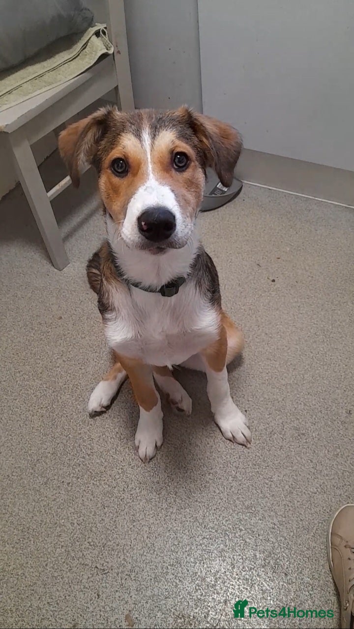 Mixed Breed dogs for sale: Ready Now Handsome boy - Advert 1