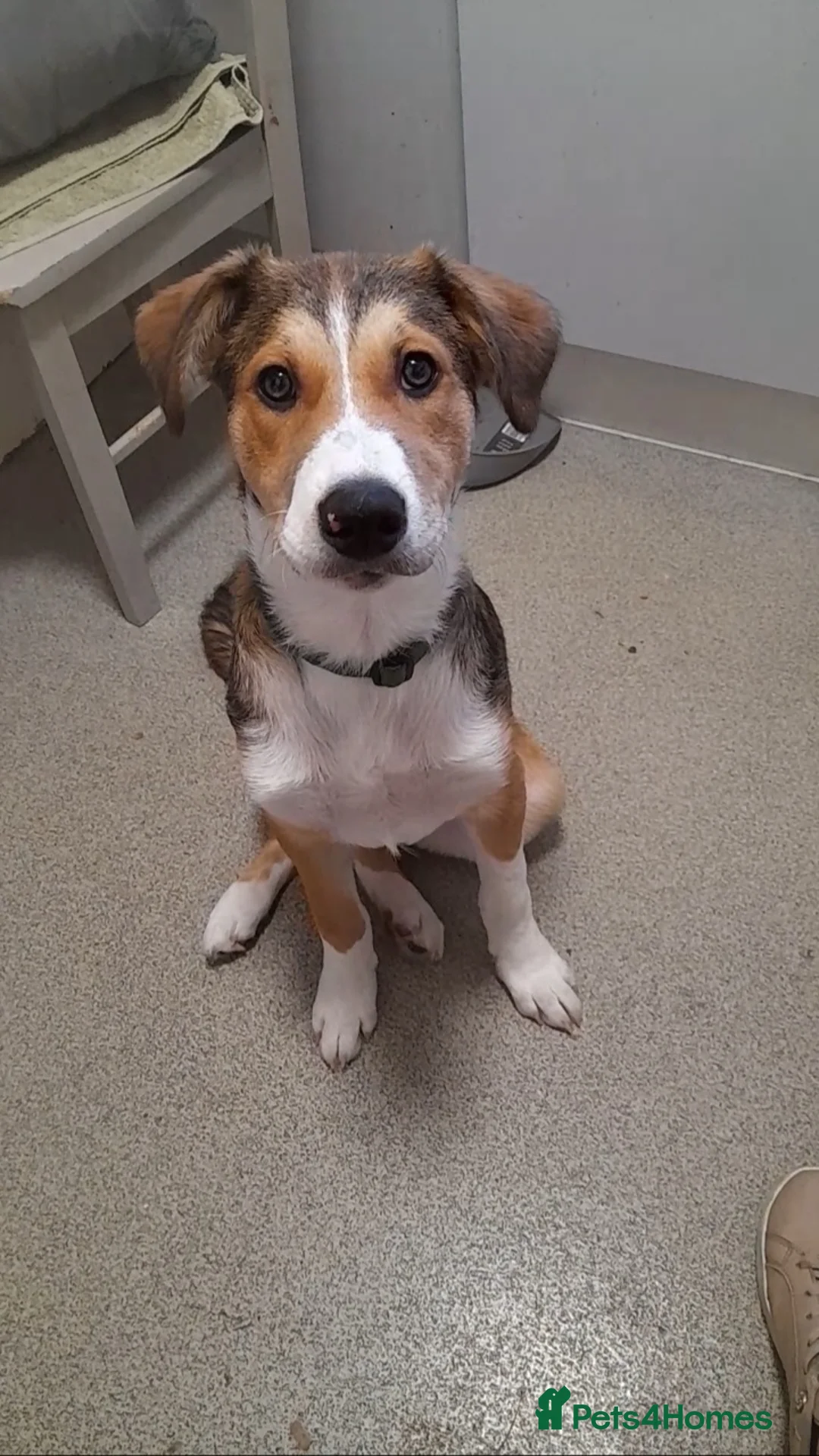 Mixed Breed dogs for sale: Ready Now Handsome boy - Advert 1
