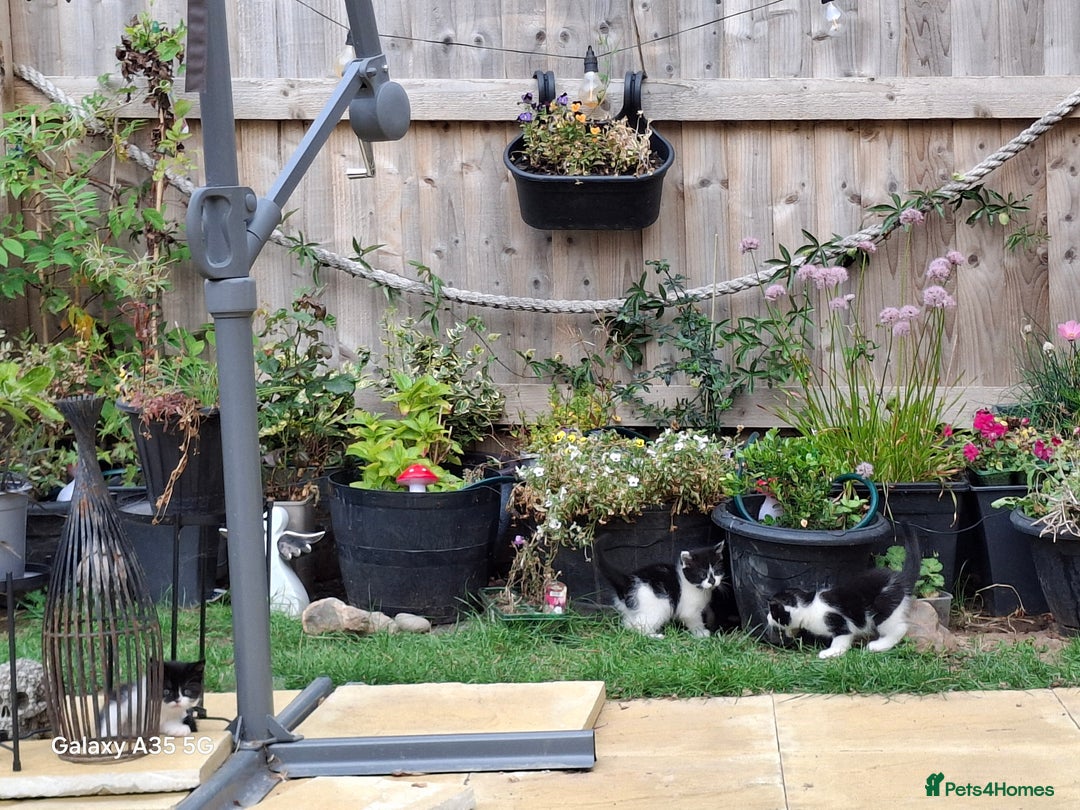 Mixed Breed cats for sale: 4 beautiful kittens  - Image 5
