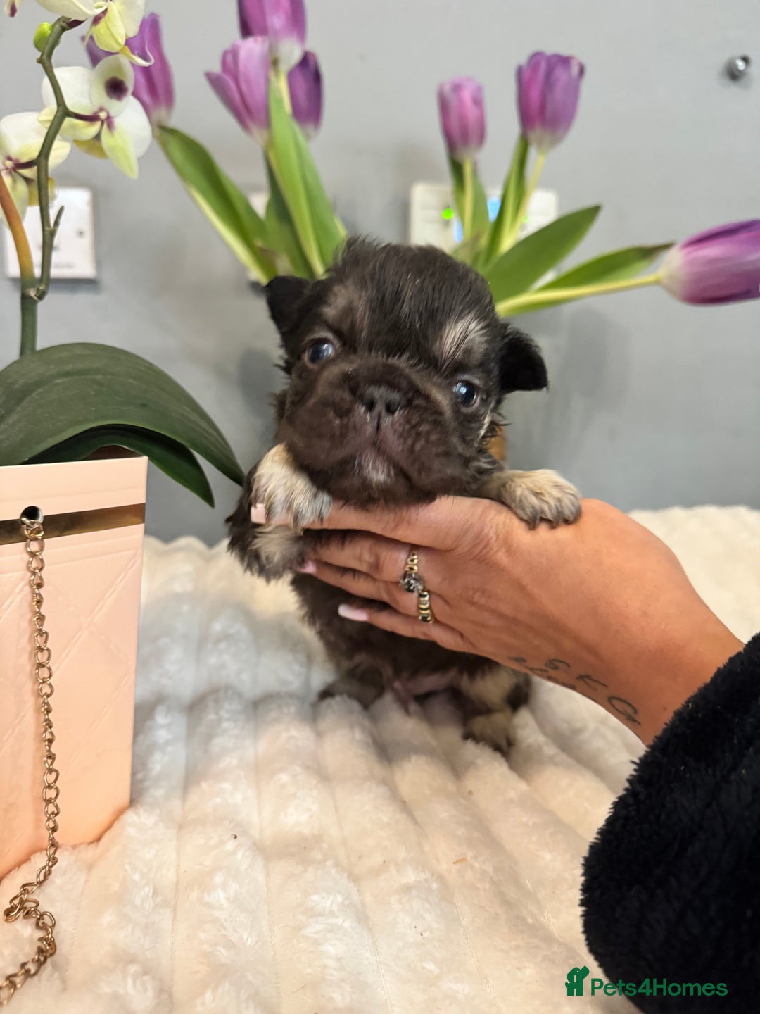 French Bulldog dogs for sale: *Unique fluffy French Bulldogs* - Advert 30