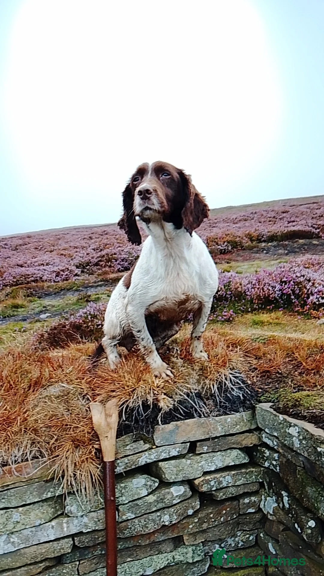 English Springer Spaniel dogs for sale: Nearly 5 years old springer bitch  - Advert 3
