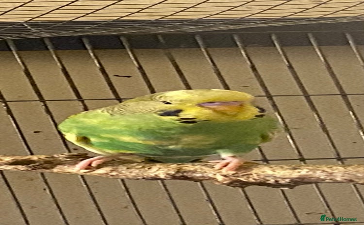 Budgerigars birds 5 Baby budgies for sale  - Advert 11