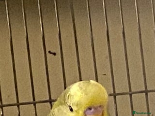 Budgerigars birds 5 Baby budgies for sale - Advert 18