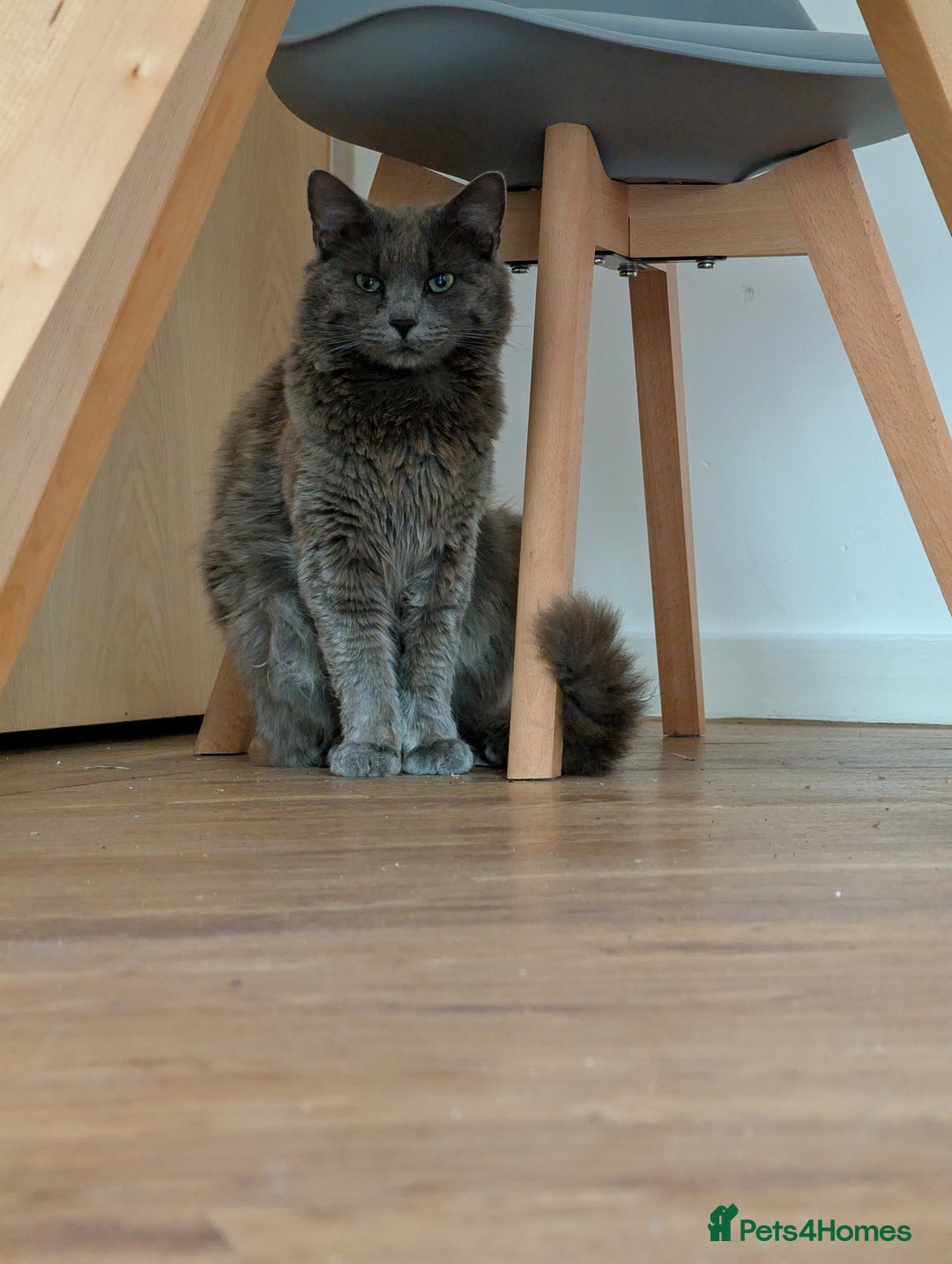 Nebelung cats for sale: Lovely 3 year old boy - Image 4