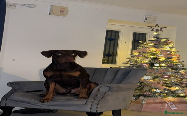 Dobermann dogs - Advert 1
