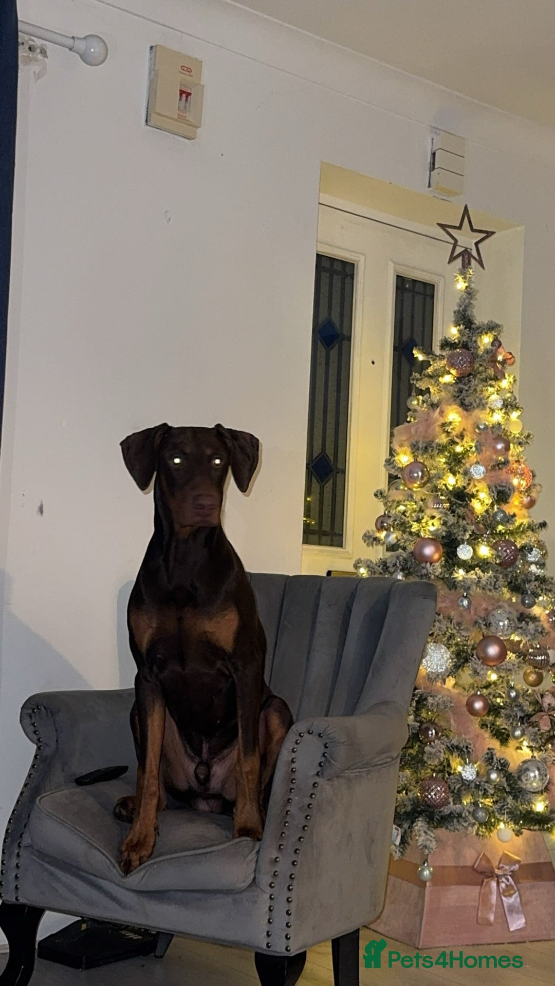 Dobermann dogs for stud: Doberman red&rust stud - Image 1