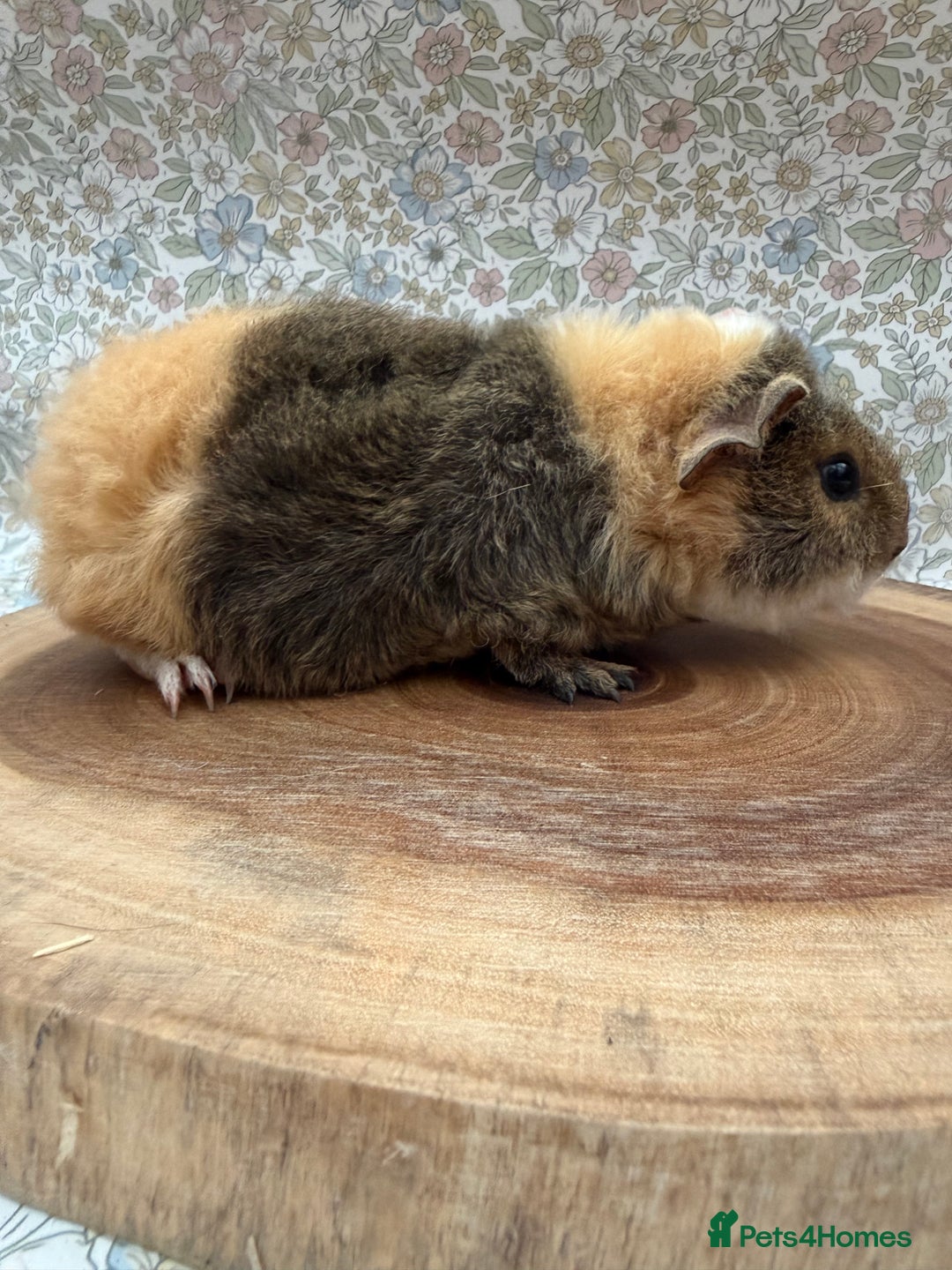 Guinea Pig rodents for sale: Teddy guinea pigs  - Advert 28