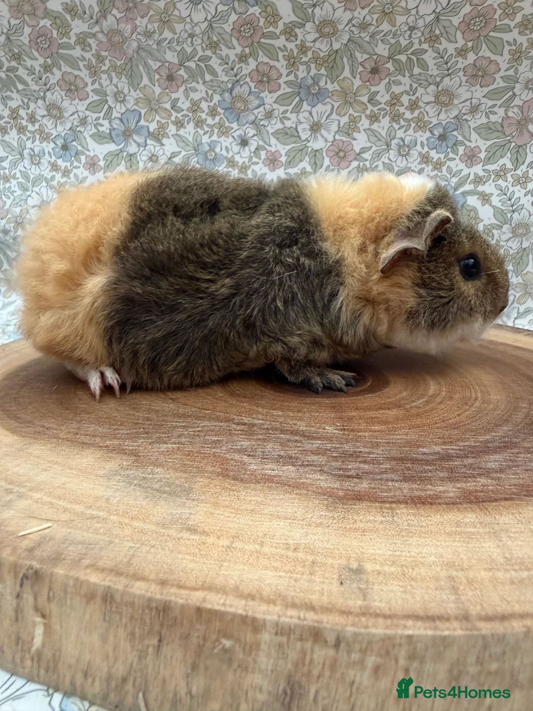 Guinea Pig rodents for sale: Teddy guinea pigs  - Advert 28