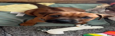 Rhodesian Ridgeback RAMBO