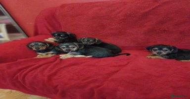 Mixed Breed dogs - Advert 7