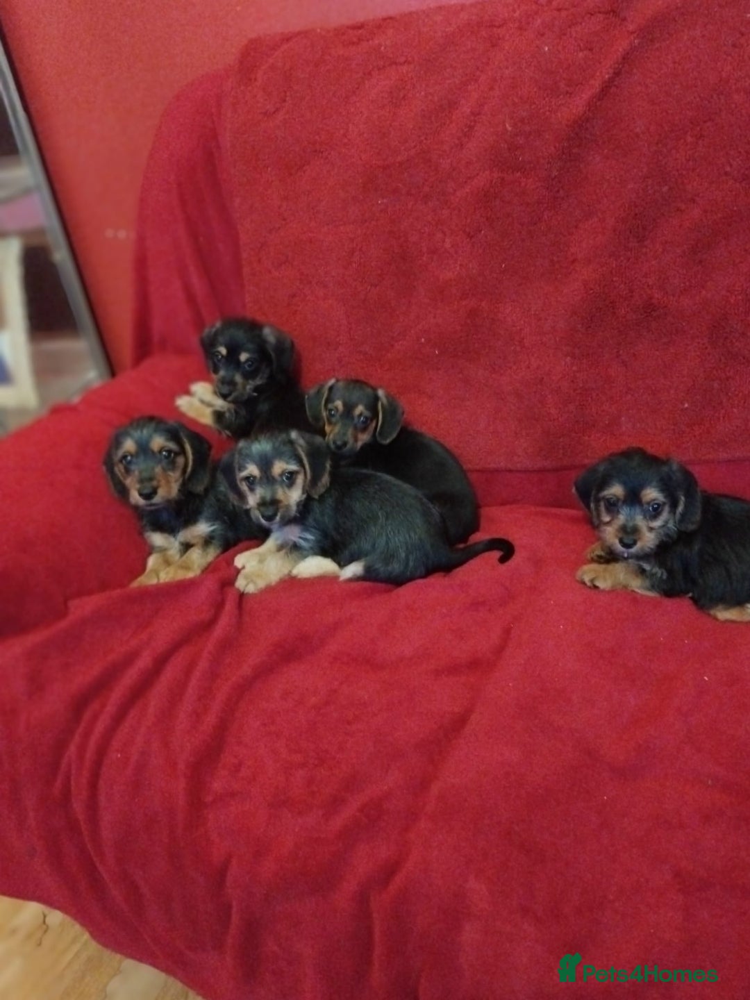 Mixed Breed dogs for sale: dachshund maltese mix - Image 2