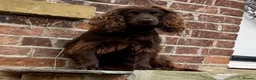 Mixed Breed dogs for sale: Working cocker with mix dads family pet  - Advert 7