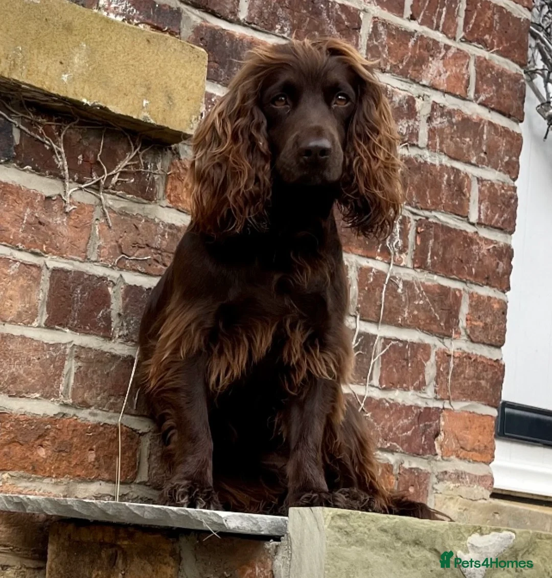 Mixed Breed dogs for sale: Working cocker with mix dads family pet  - Advert 7