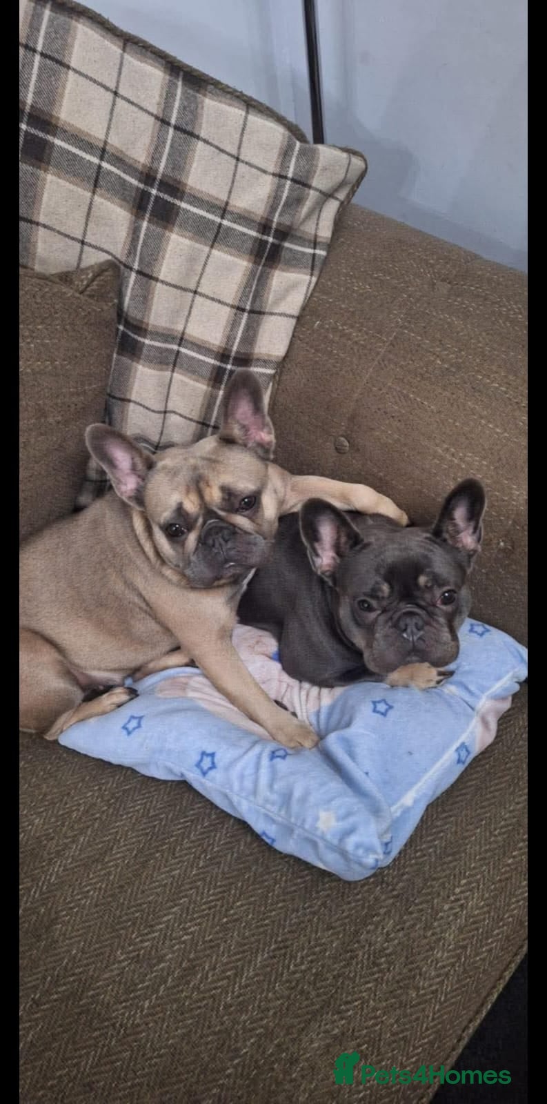 French Bulldog dogs 2 female l4 french bulldogs  - Advert 1