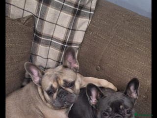 French Bulldog dogs 2 female l4 french bulldogs - Advert 4