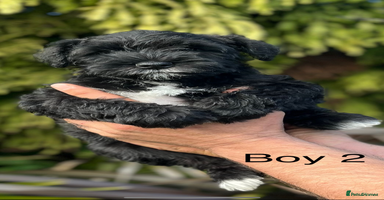 Miniature Schnauzer dogs - Advert 7