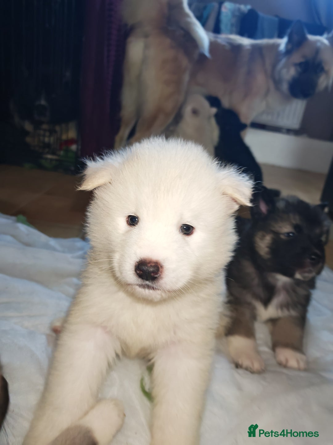 Akita dogs for sale: Akita puppys ready now  - Advert 10