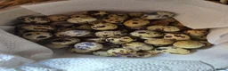 Quail poultry for sale: Quails and quails eggs &jambo males - Advert 18