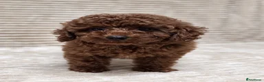Toy Poodle 1