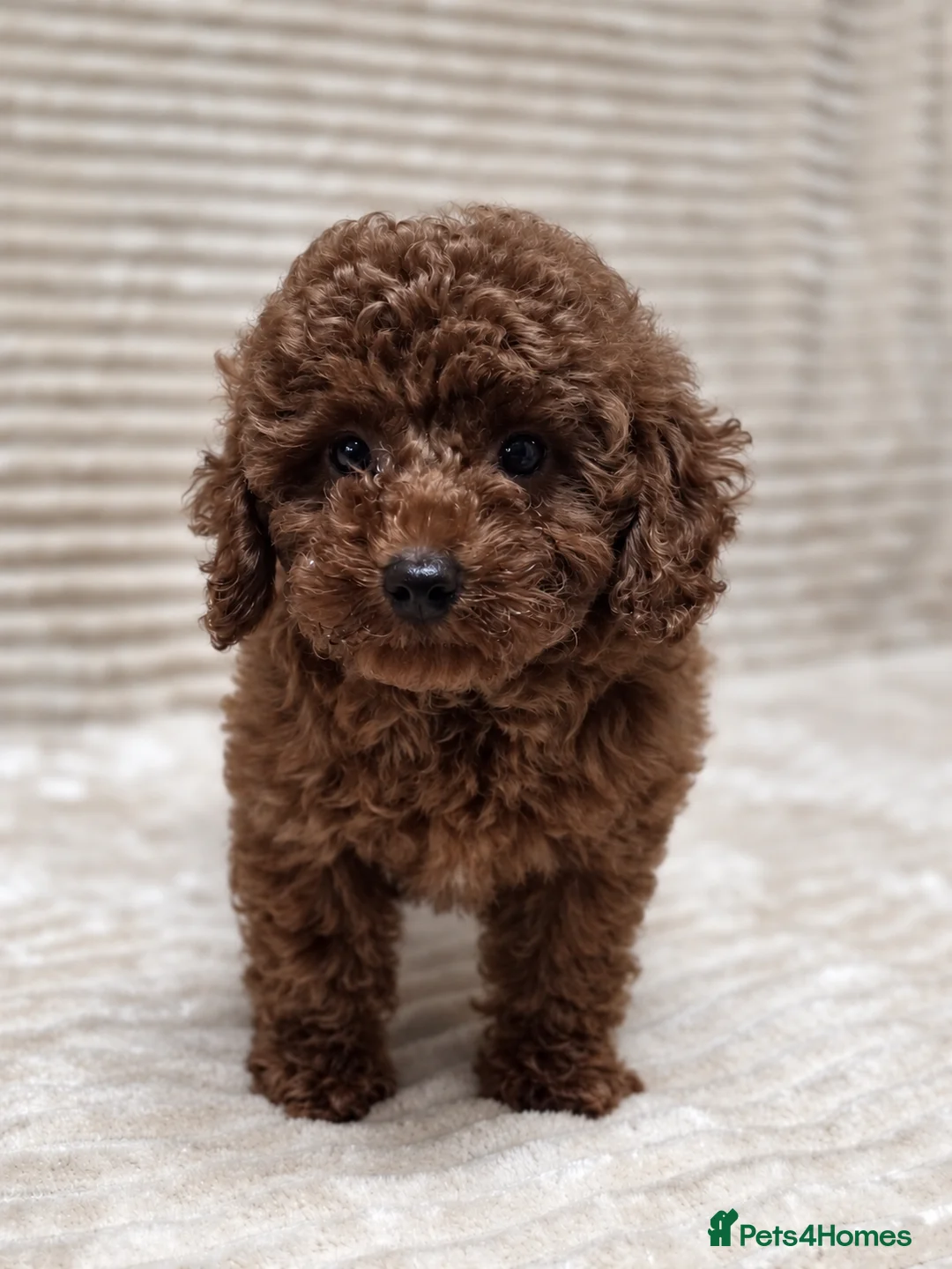 Toy Poodle dogs for sale:  Red Toy Poodle Puppies – Asian Teddy Bear Type in Motherwell - Advert 1