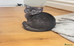 British Shorthair cats for sale: Pure British Shorthair DARK FAWN - Image 3