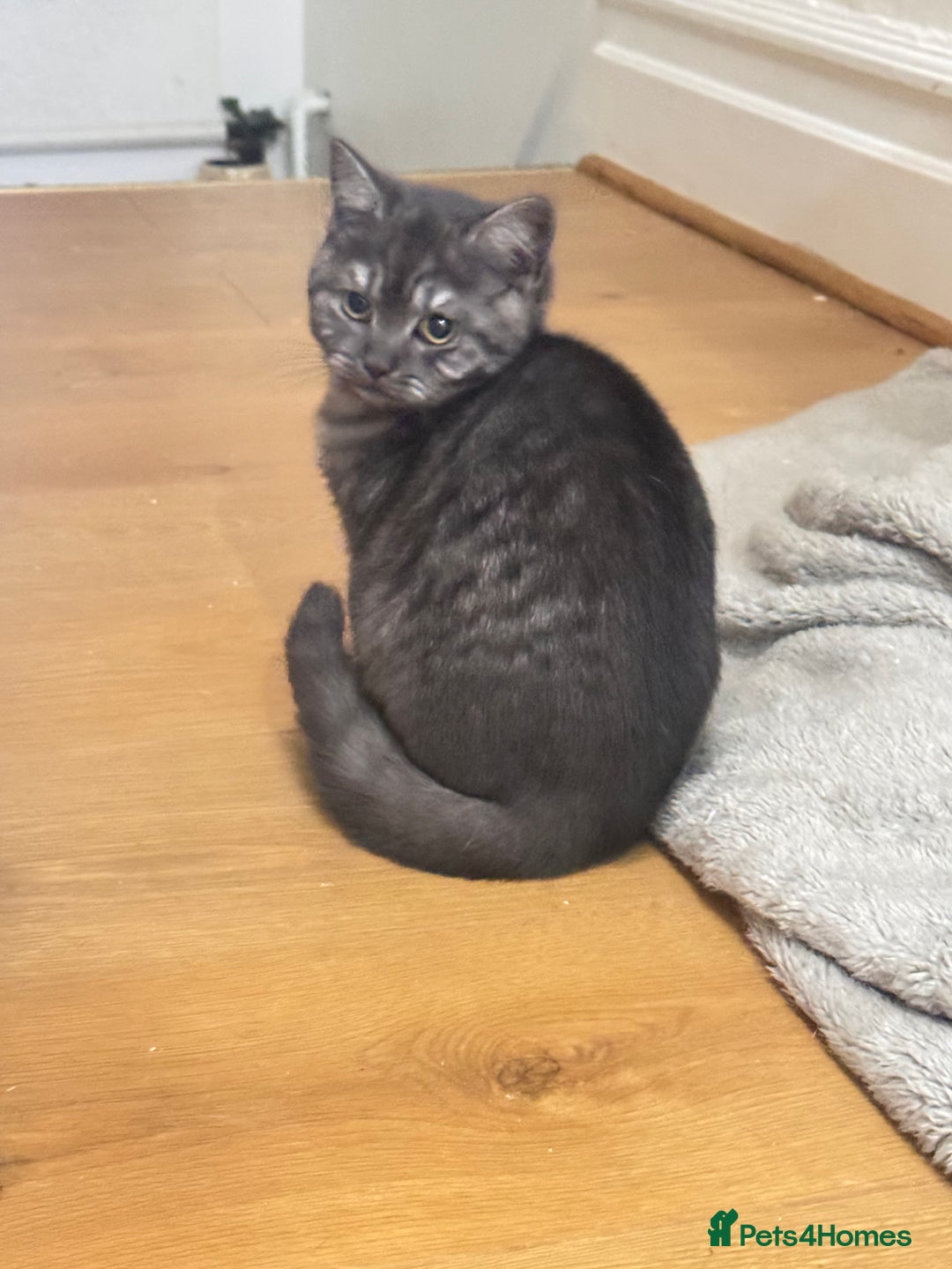 British Shorthair cats for sale: Pure British Shorthair DARK FAWN - Image 3
