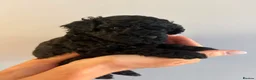 Cavapoo dogs for sale: Gorgeous black toy cavapoo puppies - Advert 3