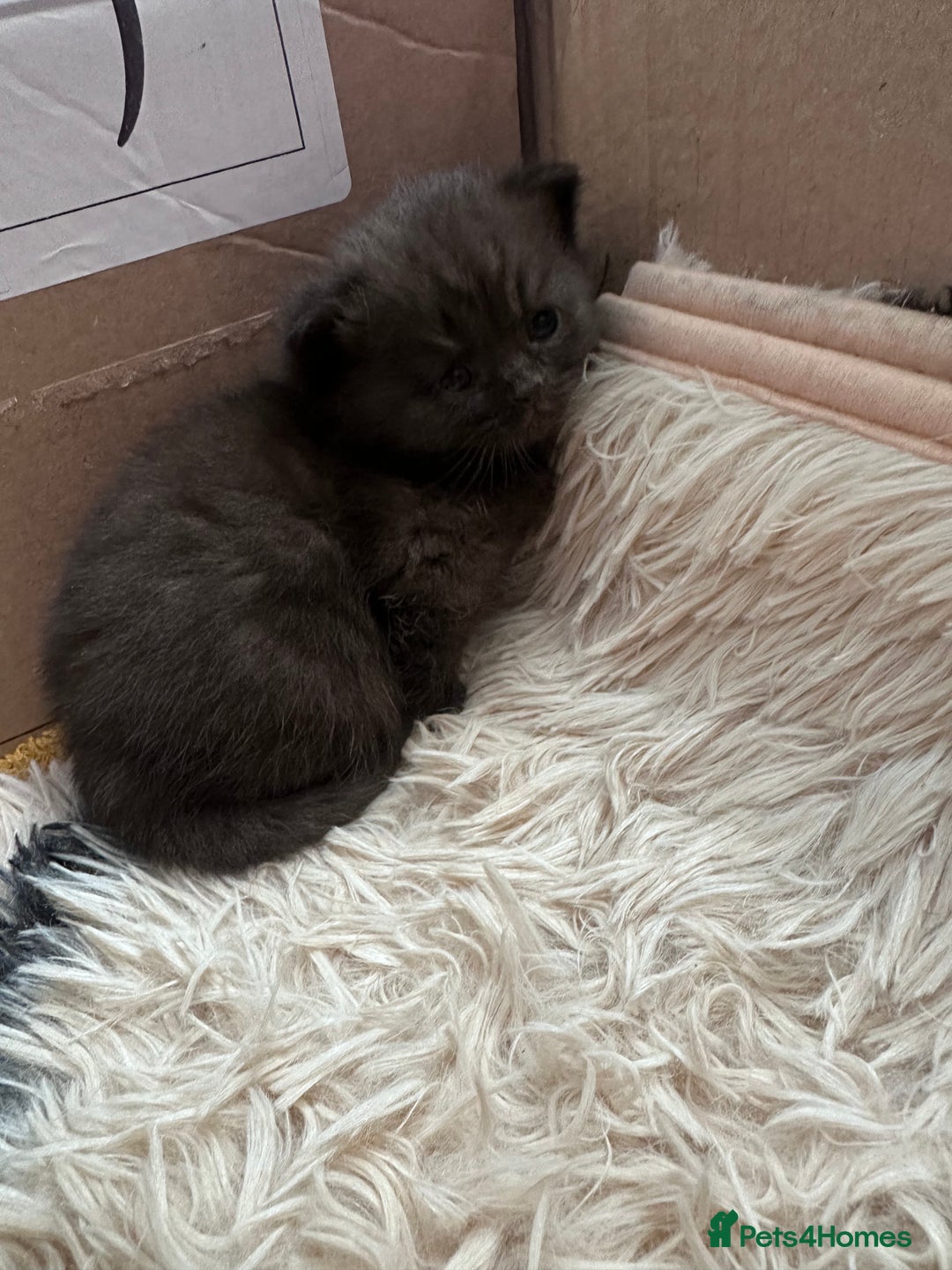 British Shorthair cats for sale: British shorthair babies - Advert 7