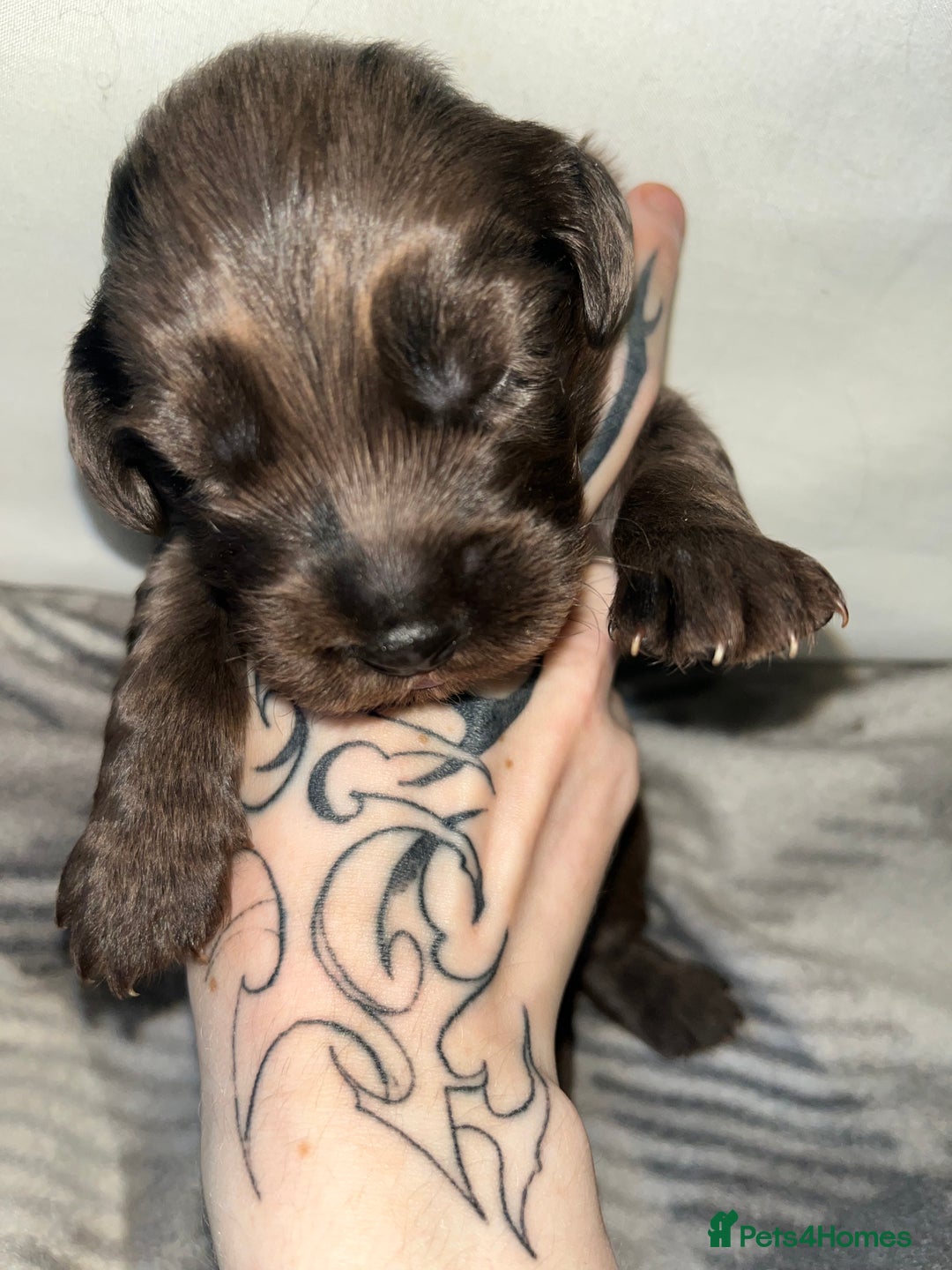 Cockapoo dogs for sale: 💫✨🐶🐾Gorgeous F1B Cockapoos🐾🐶✨💫 - Image 12