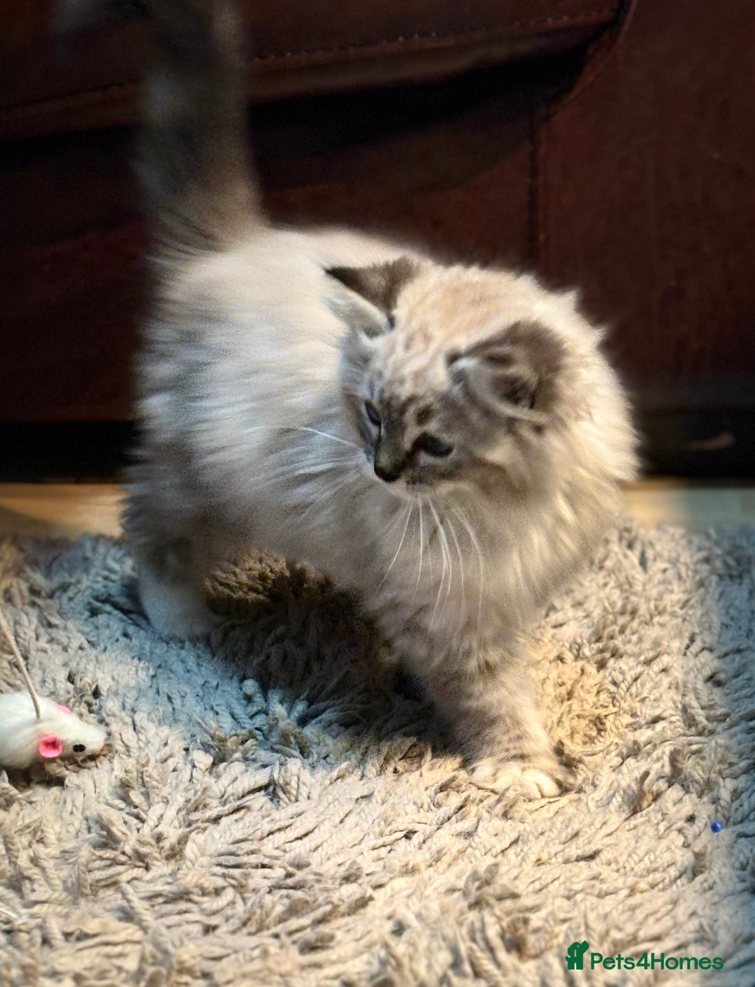 Ragdoll cats for sale: Stunning Ragdoll kittens available now - Advert 13