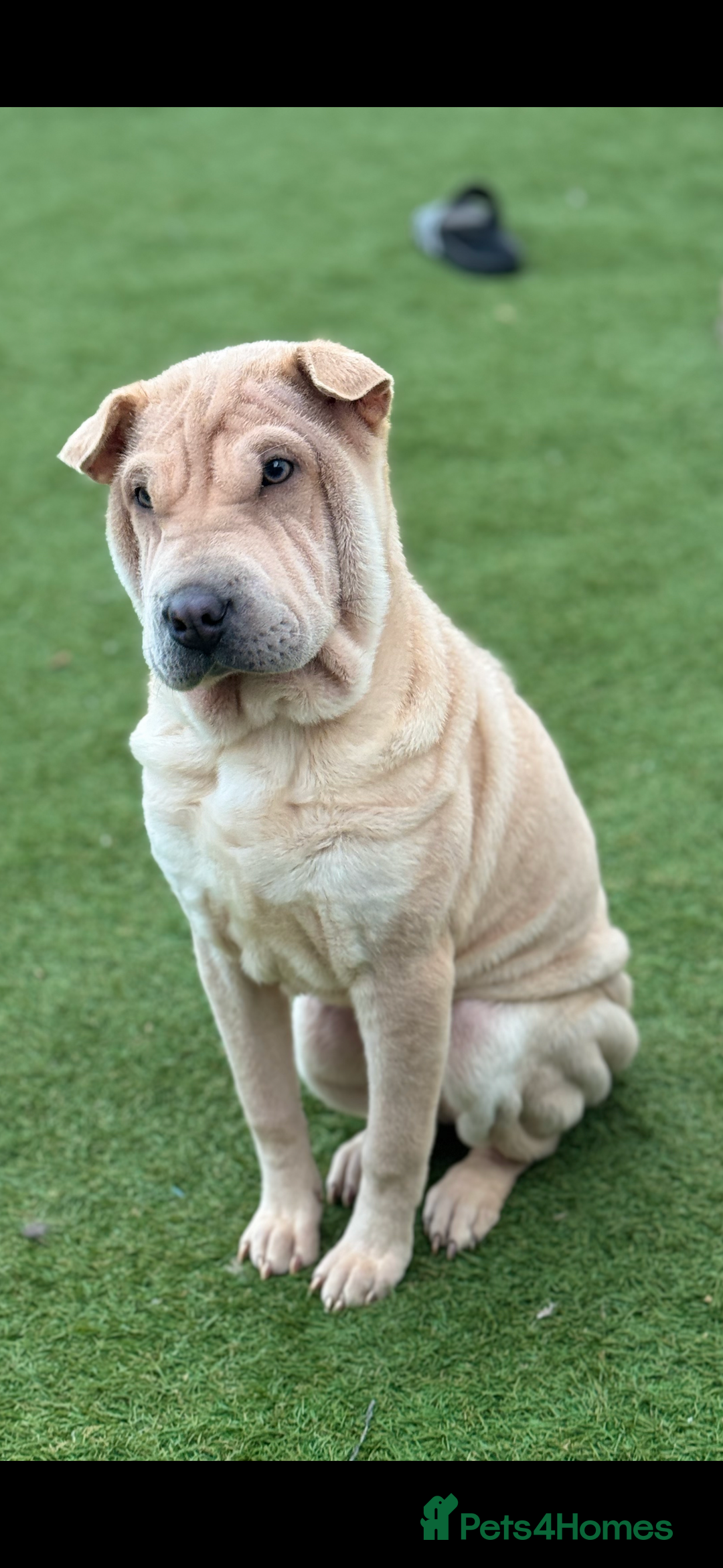 Shar Pei Unique Dog Mix Breeds HOT Pei Breed Shar Pei Feet Pei Dog