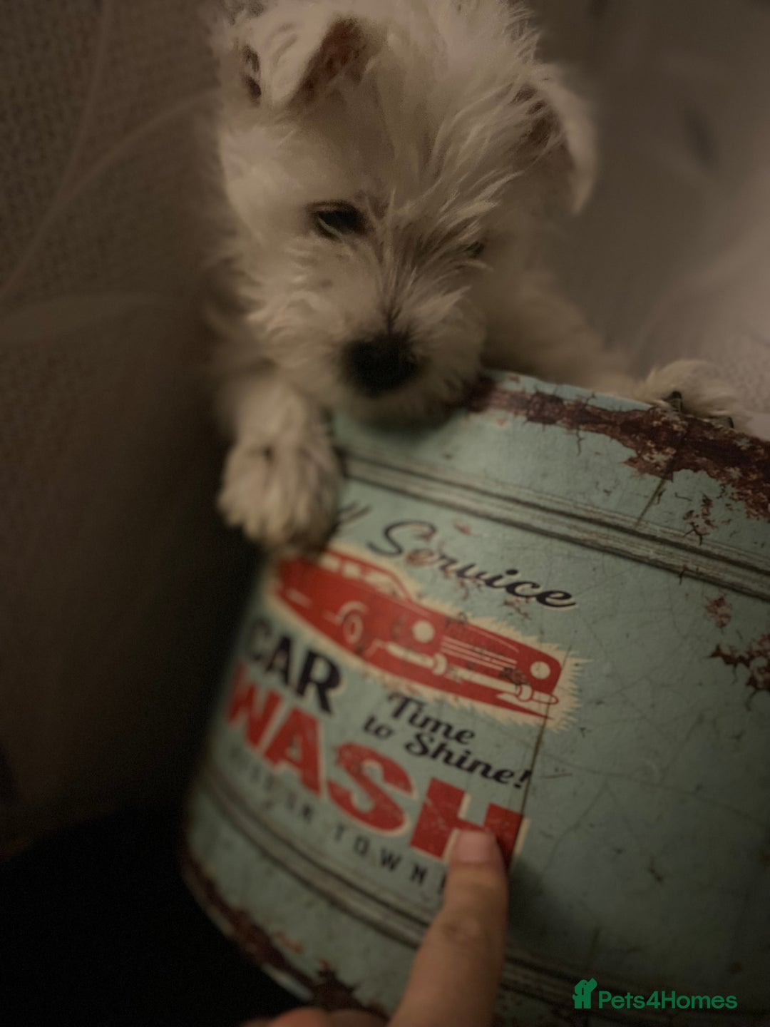 West Highland Terrier dogs for sale: Beautiful boy Westies  - Advert 1