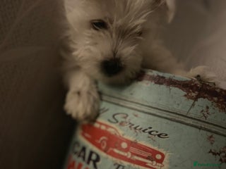 West Highland Terrier dogs Beautiful boy Westies - Advert 10