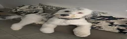 Sheepadoodle dogs for sale: Midi Size Sheepadoodle Medium  - Advert 12