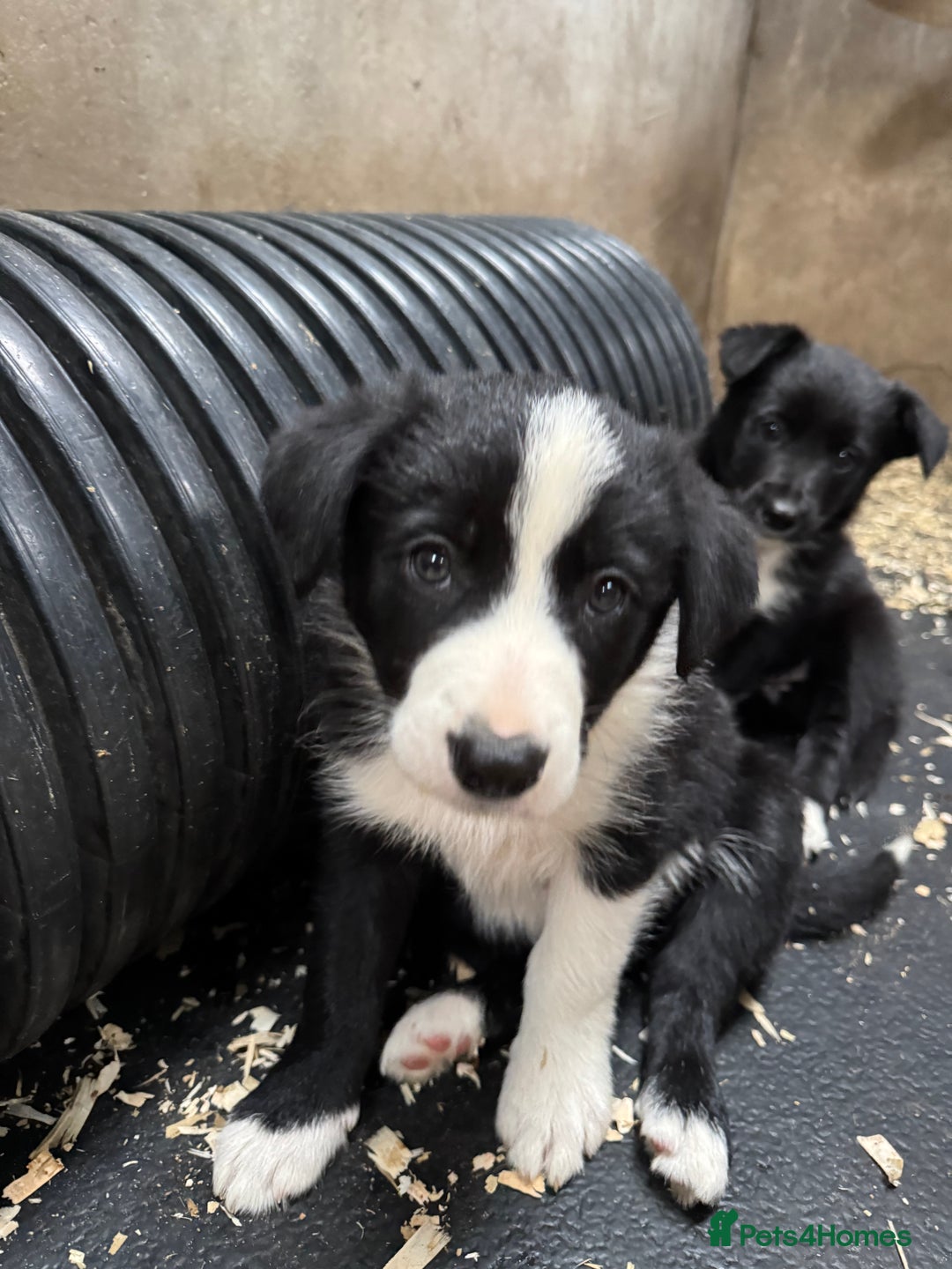Border Collie dogs for sale: Bouncing border collies - Advert 22