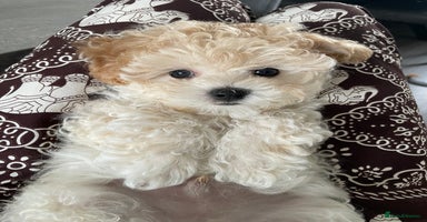 Maltipoo dogs - Advert 13