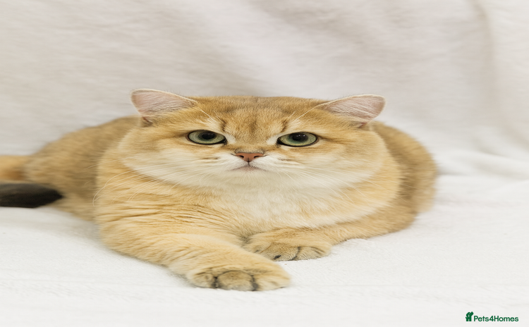 British Shorthair cats - Advert 5