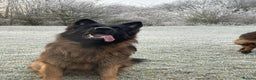 German Shepherd dogs for stud: Hector DNA ,Hips,Elbows perfec.STUD GSD long hair  in Doncaster - Advert 8