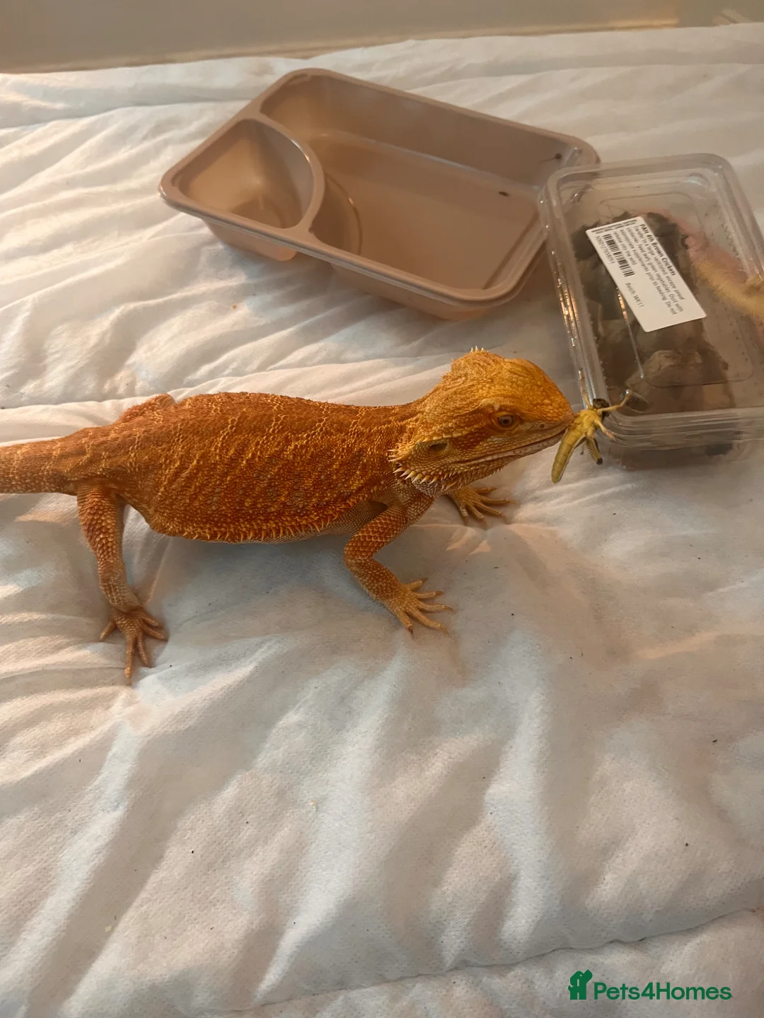 Bearded Dragon reptiles for sale: sweet female bearded dragon - Advert 2