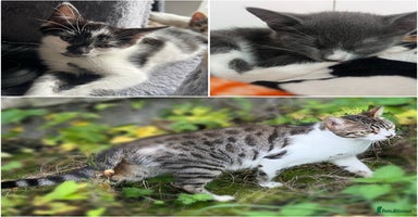 Mixed Breed cats - Advert 11