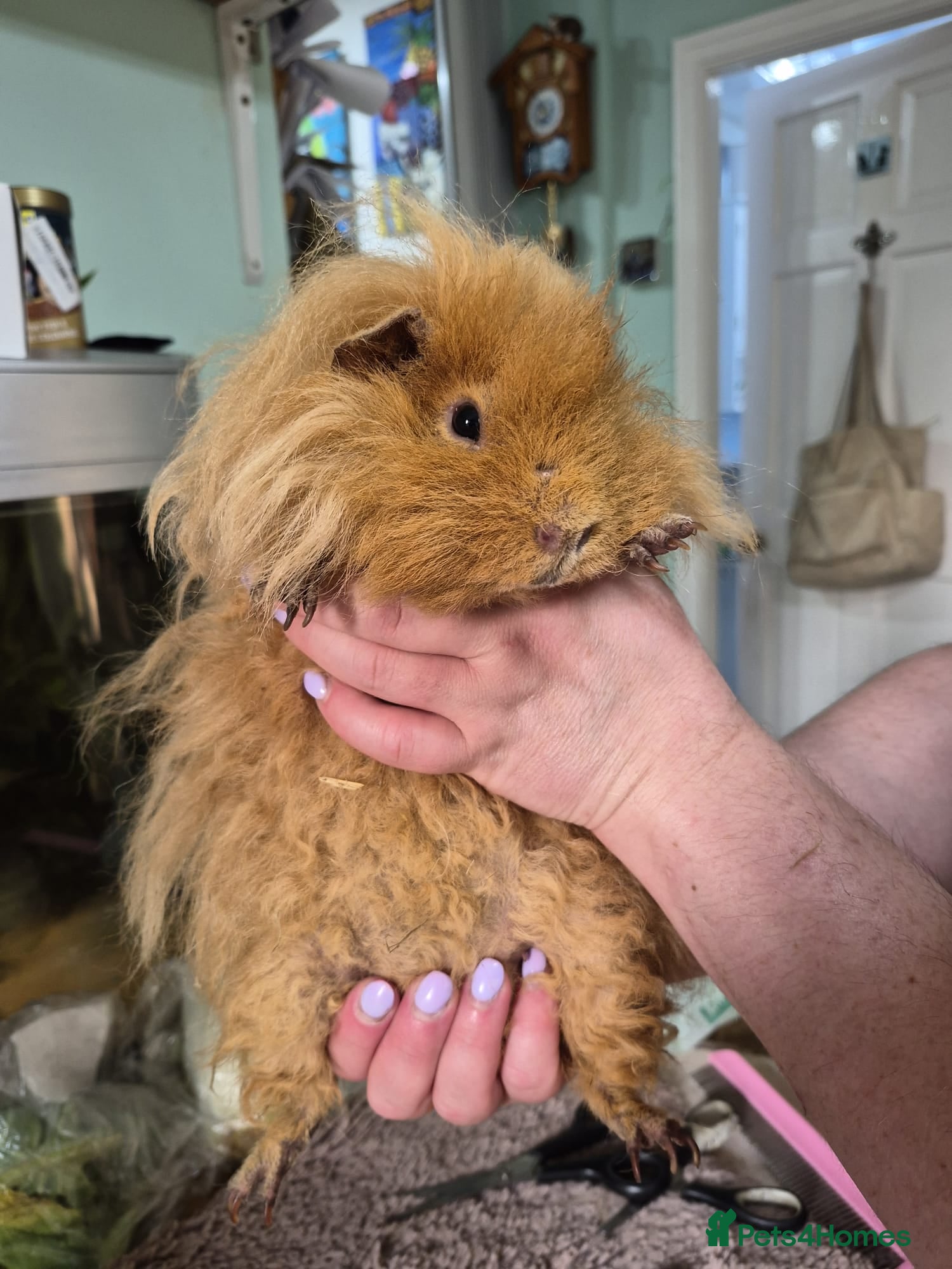 Guinea Pig rodents 2 very friendly long haired guinea pigs - Advert 18