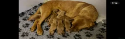 Labrador Retriever dogs for sale: Beautiful Fox Red Labrador Pups - Advert 5