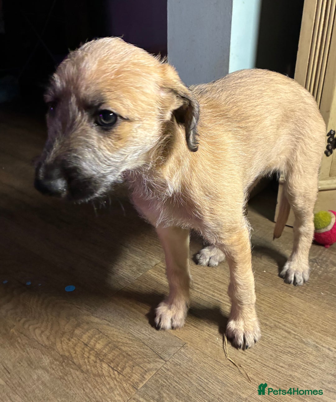 Mixed Breed dogs for sale: 8 week old female lurcher  - Advert 8