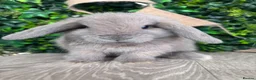 Mini Lop rabbits for sale: BEAUTIFUL BABY MINI LOP BUNNIES  - Advert 4