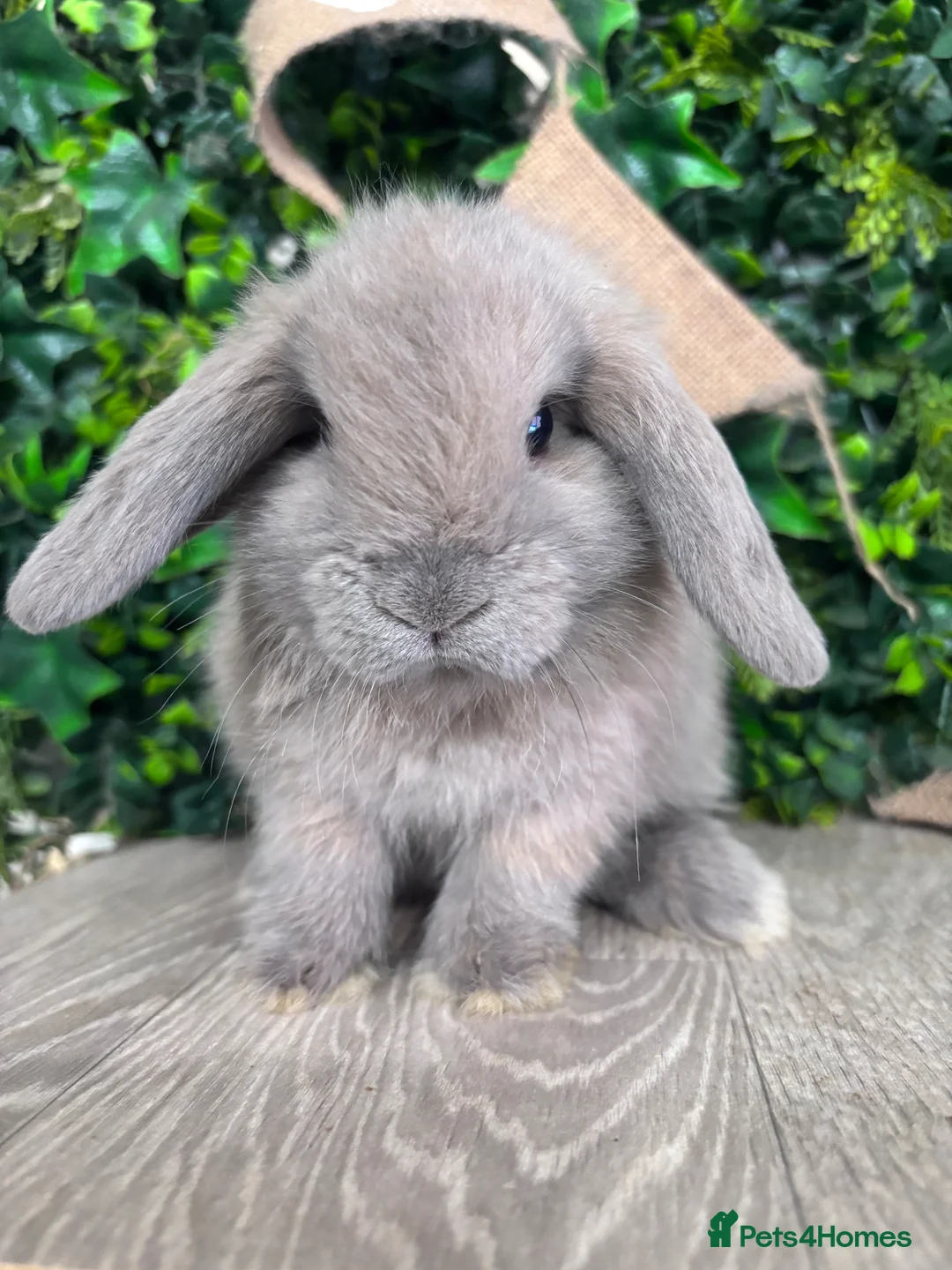 Mini Lop rabbits for sale: BEAUTIFUL BABY MINI LOP BUNNIES  - Advert 4